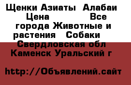 Щенки Азиаты (Алабаи) › Цена ­ 20 000 - Все города Животные и растения » Собаки   . Свердловская обл.,Каменск-Уральский г.